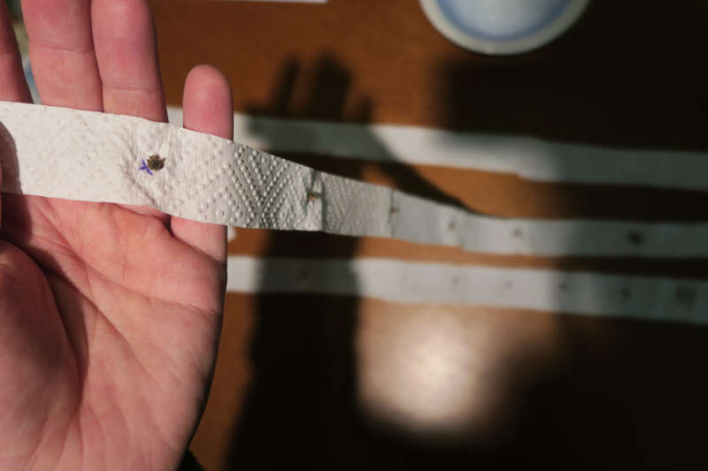 homemade seed tape - finshed, dried and ready to use